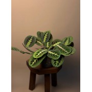 Маранта Fascinator